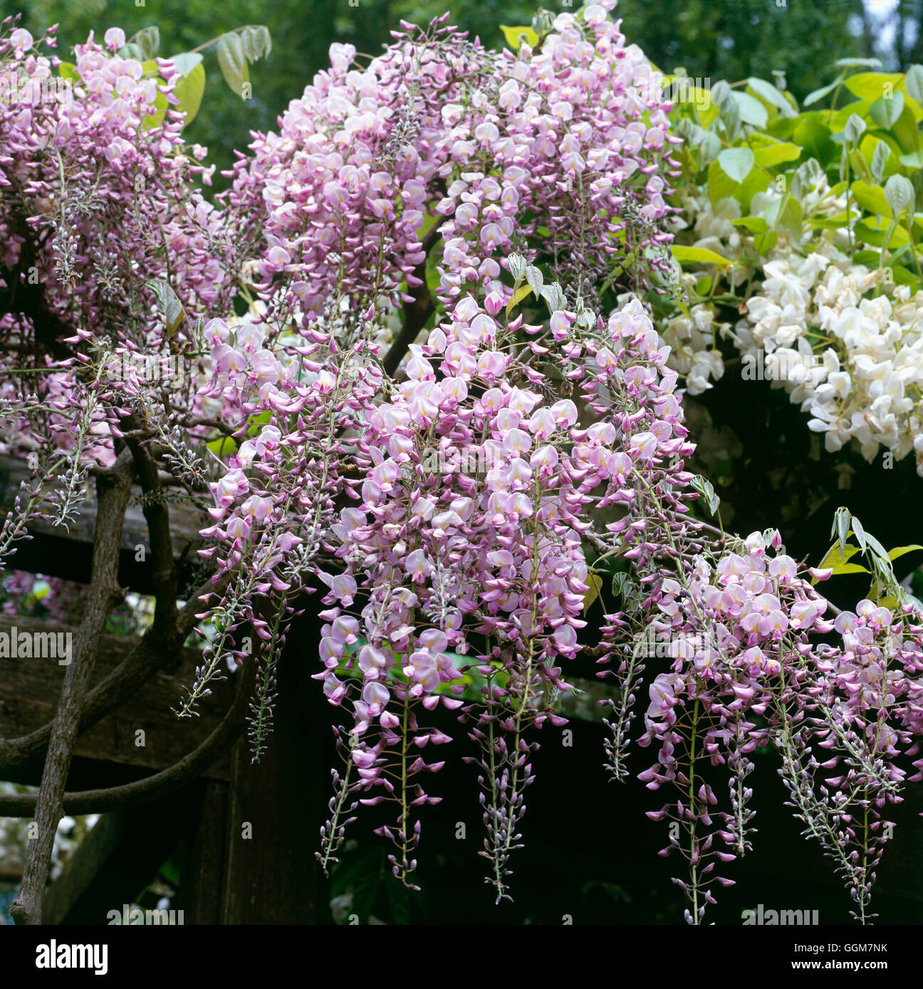 Wisteria floribunda - `Rosea'   TRS082748 Stock Photo